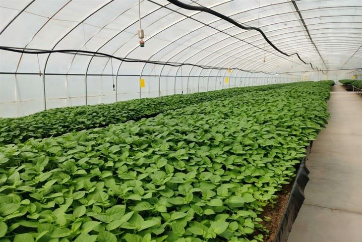 PO Sera Patates İçin Plastik Film